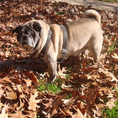 The Original Leaf Bandit